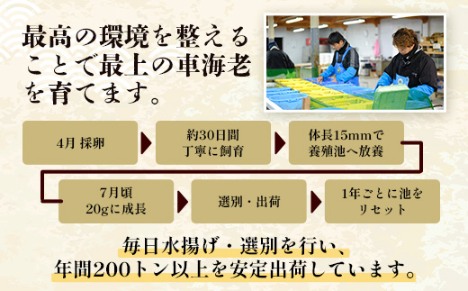 【F009】こだわりの車海老　有頭車海老（冷凍）250ｇ×3パック F009｜沖縄県 与那国町 与那国 車海老 車エビ 海老 えび エビ 産地直送