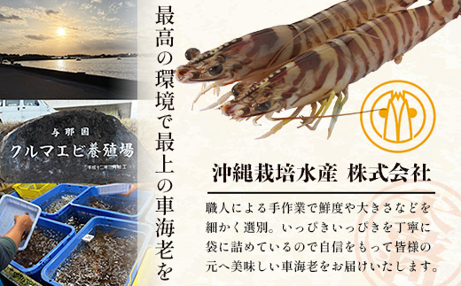 こだわりの車海老　有頭車海老（冷凍）250ｇ×3パック F009｜沖縄県 与那国町 与那国 車海老 車エビ 海老 えび エビ 産地直送