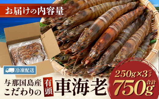 こだわりの車海老　有頭車海老（冷凍）250ｇ×3パック F009｜沖縄県 与那国町 与那国 車海老 車エビ 海老 えび エビ 産地直送
