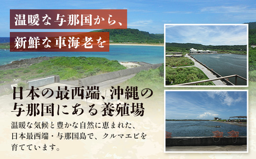 ãã ããã®è»æµ·èãç¡é è»æµ·èïŒå·åïŒ250ïœÃ3ãã㯠F010ïœæ²çžç äžé£åœçº äžé£åœ è»æµ·è è»ãšã æµ·è ãã³ ãšã ç£å°çŽé