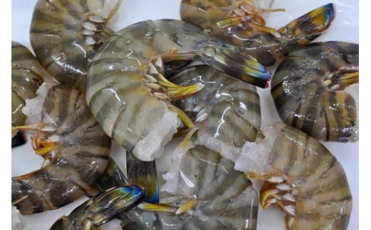 【12/10迄の申込で年内発送】こだわりの車海老　無頭車海老（冷凍）250ｇ×3パック F010