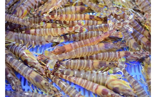 【予約受付 1月より順次発送】こだわりの車海老　有頭車海老（冷凍）250ｇ×3パック F009