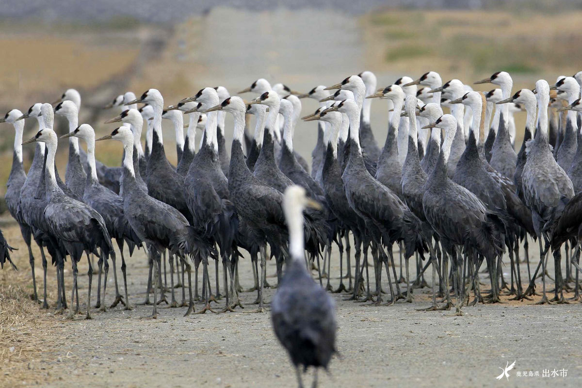 野鳥の聖地・出水ツルの越冬地を次世代に繋ぎたい！