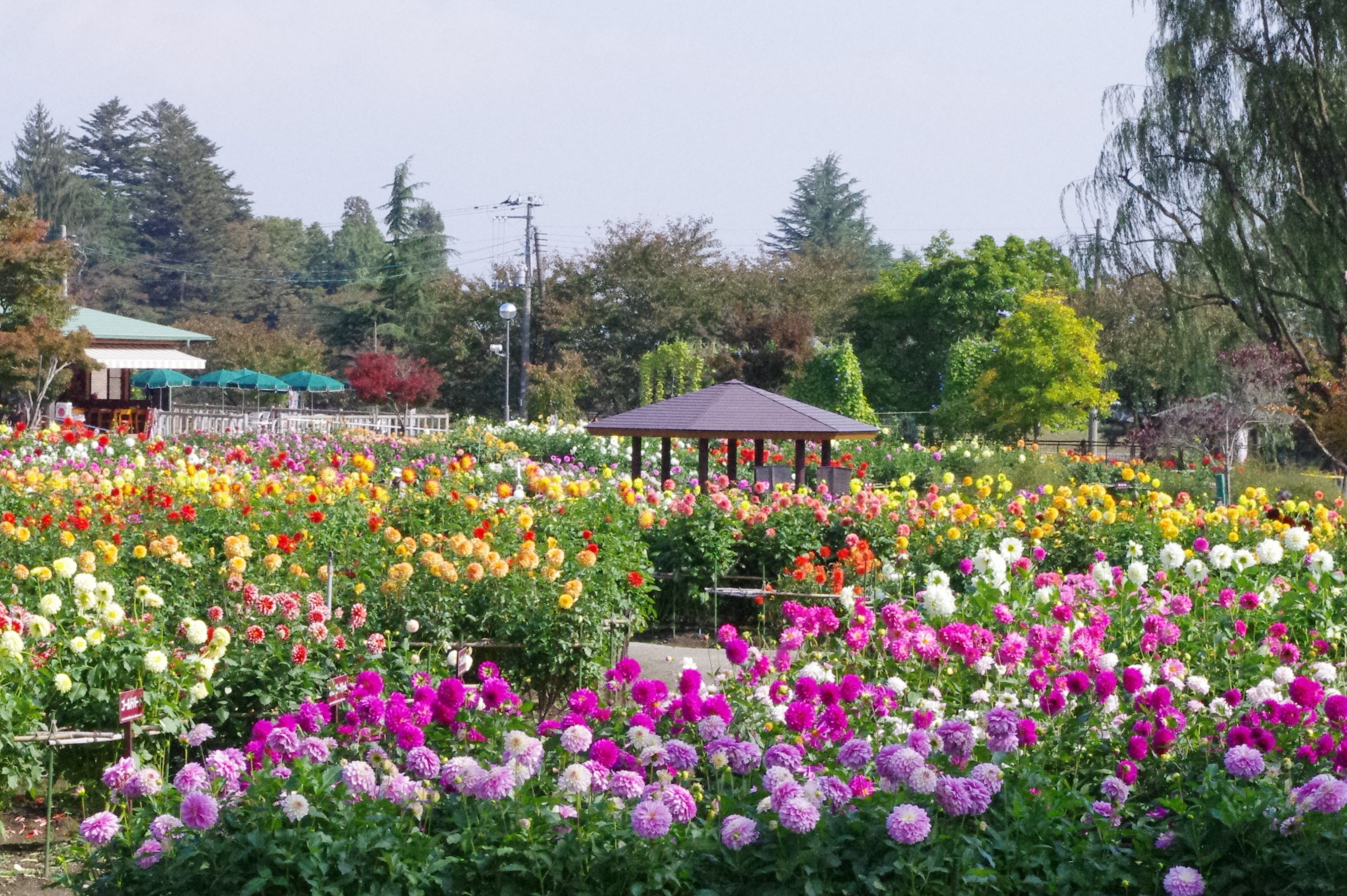 「JALふるさと納税」に 山形県川西町 が参加しました