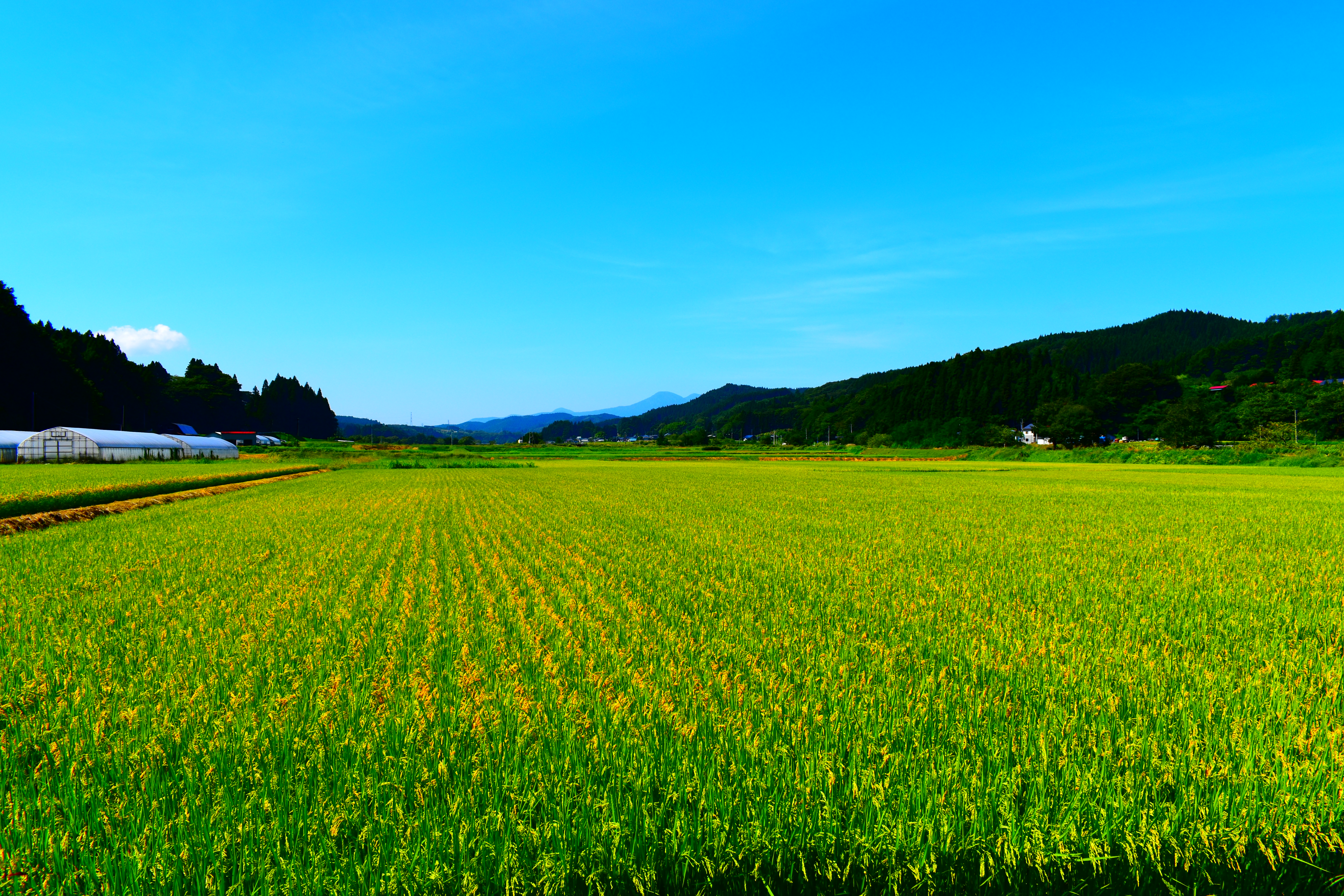 「JALふるさと納税」に 青森県五戸町 が参加しました。