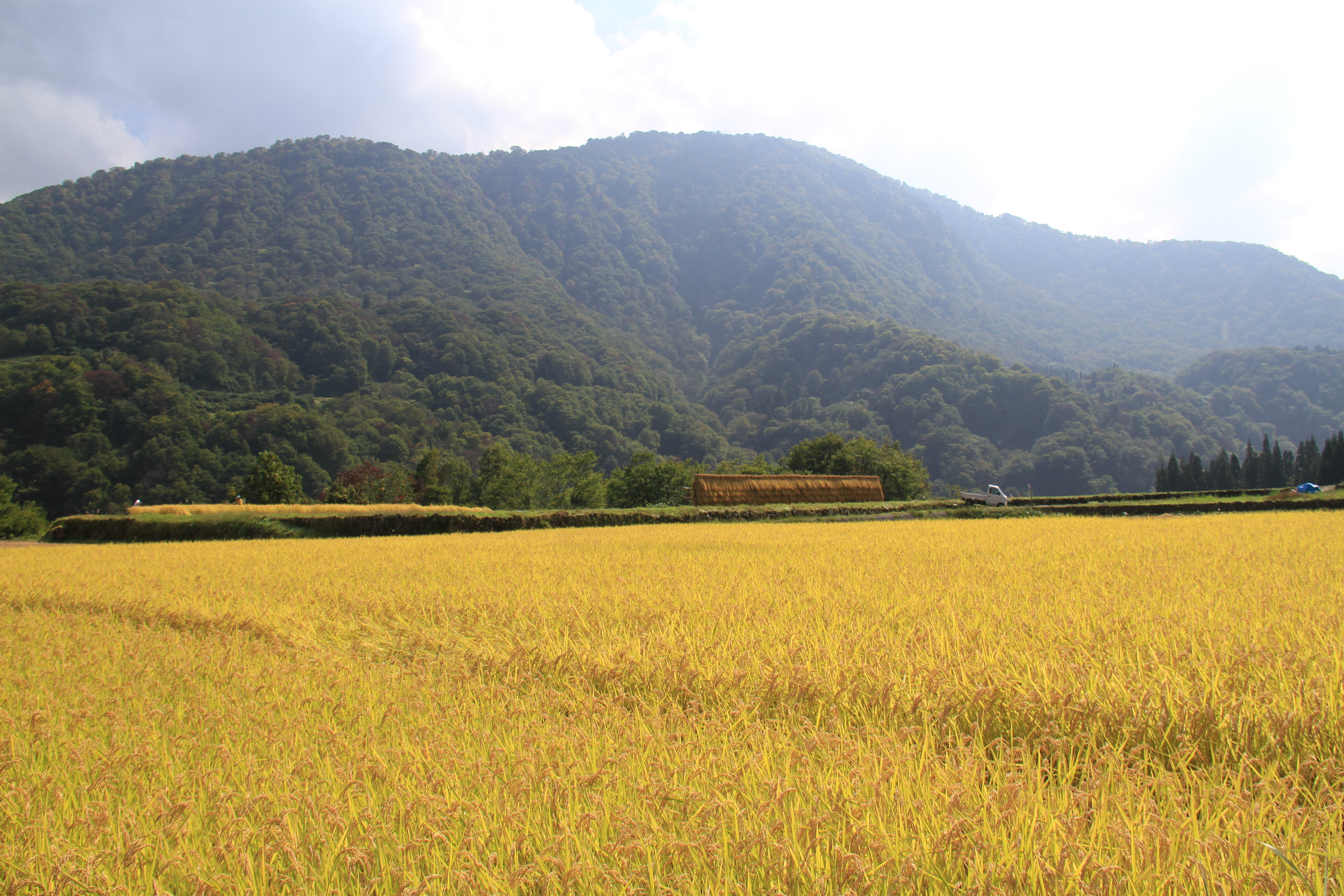 「JALふるさと納税」に 新潟県津南町 が参加しました。