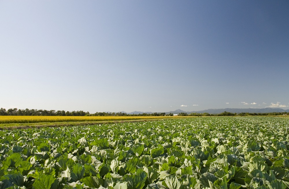 「JALふるさと納税」に北海道南幌町 が参加しました