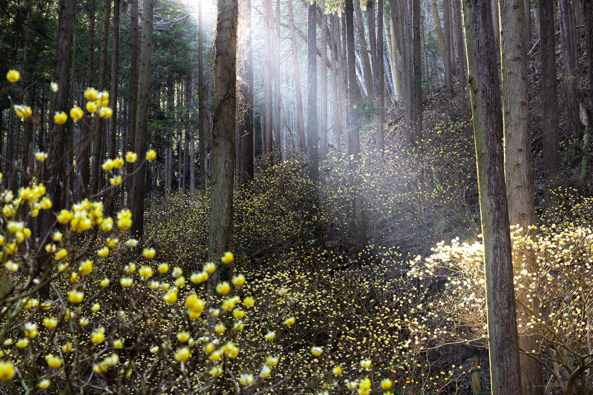 「JALふるさと納税」に 栃木県茂木町 が参加しました