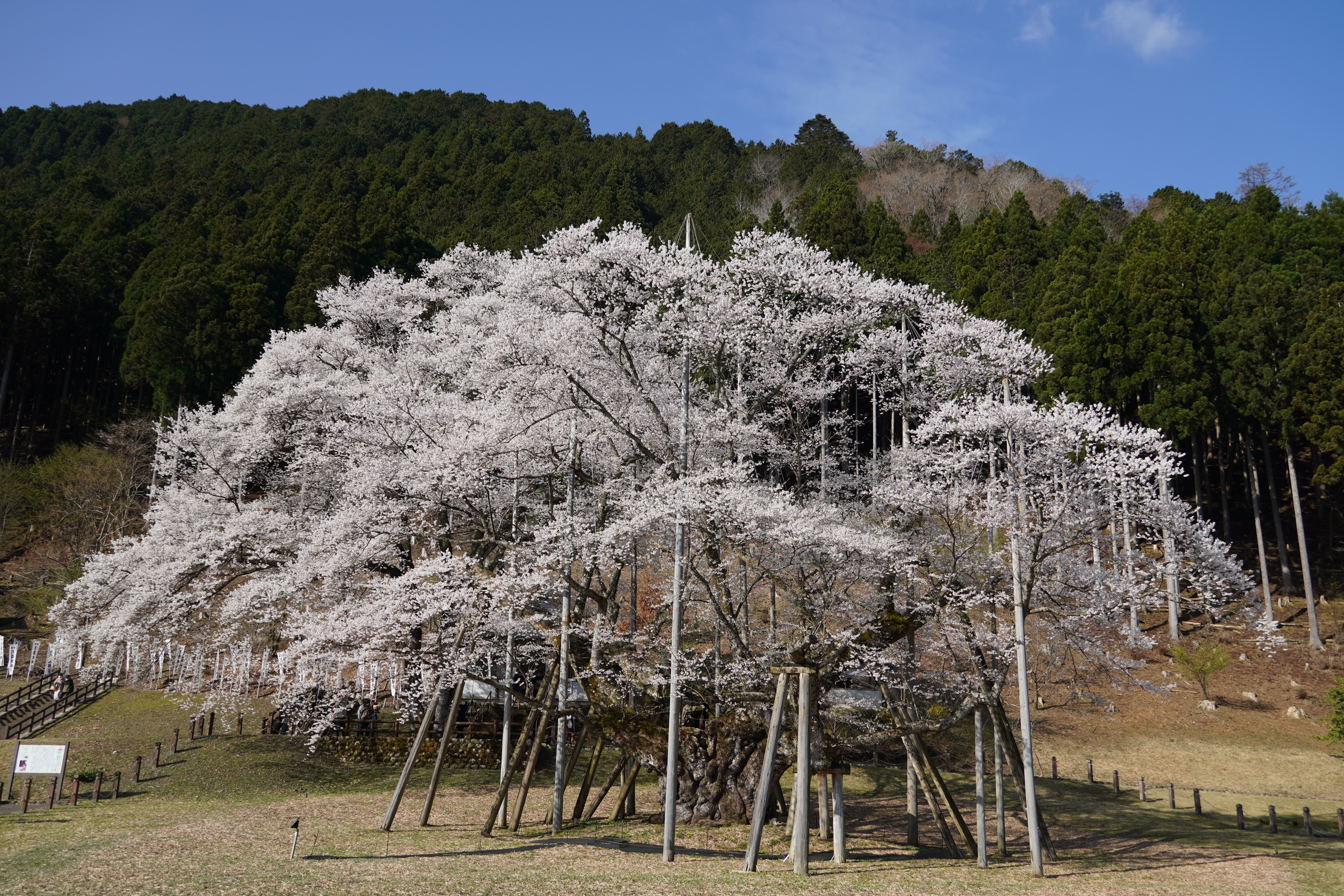 「JALふるさと納税」に 岐阜県本巣市 が参加しました