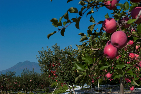 「JALふるさと納税」に 青森県藤崎町 が参加しました