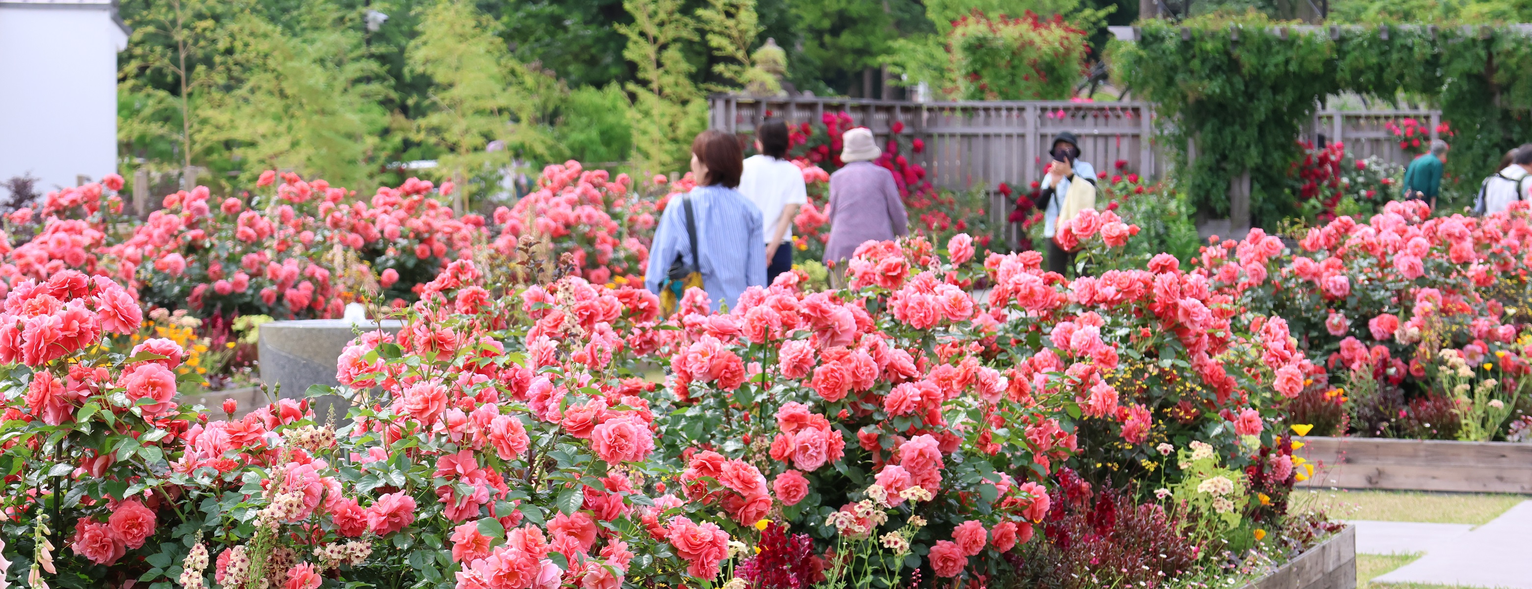 「JALふるさと納税」に 神奈川県綾瀬市 が参加しました