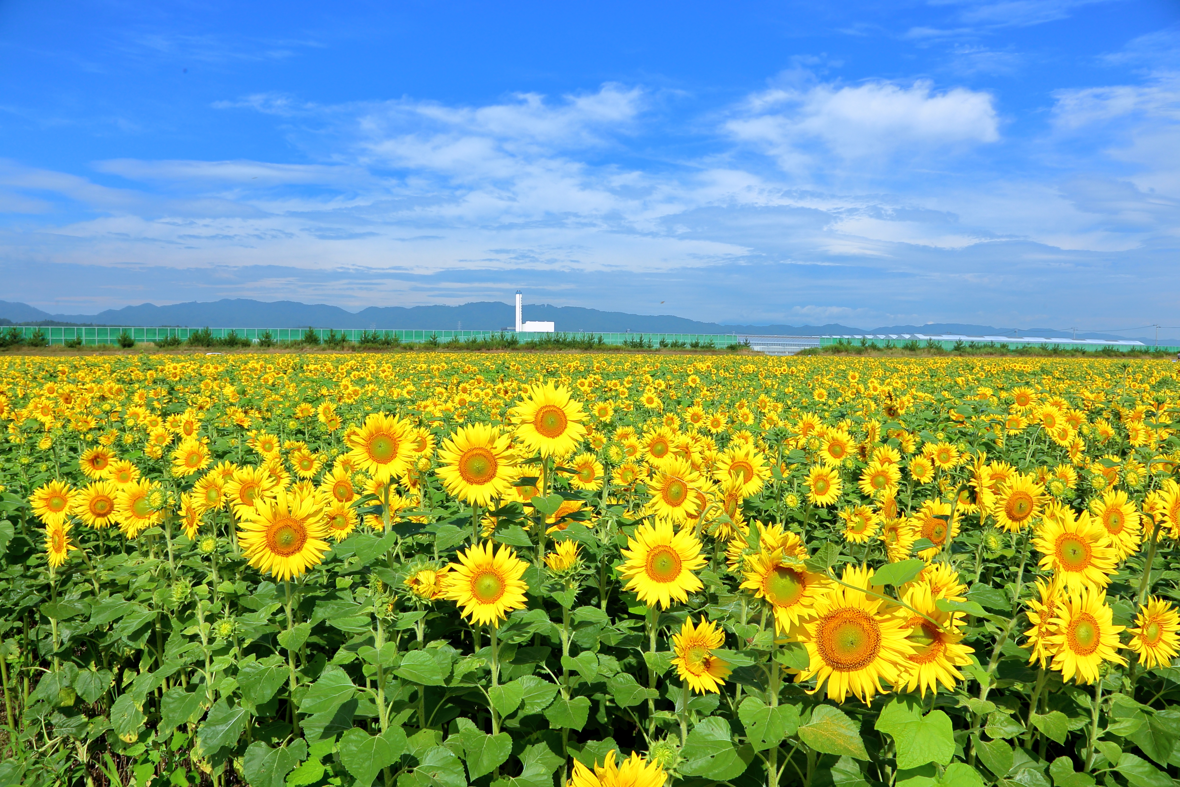 「JALふるさと納税」に 宮城県山元町 が参加しました