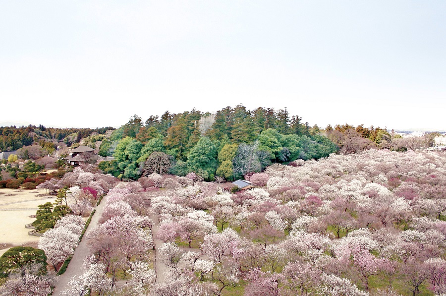 「JALふるさと納税」に 茨城県庁 が参加しました。