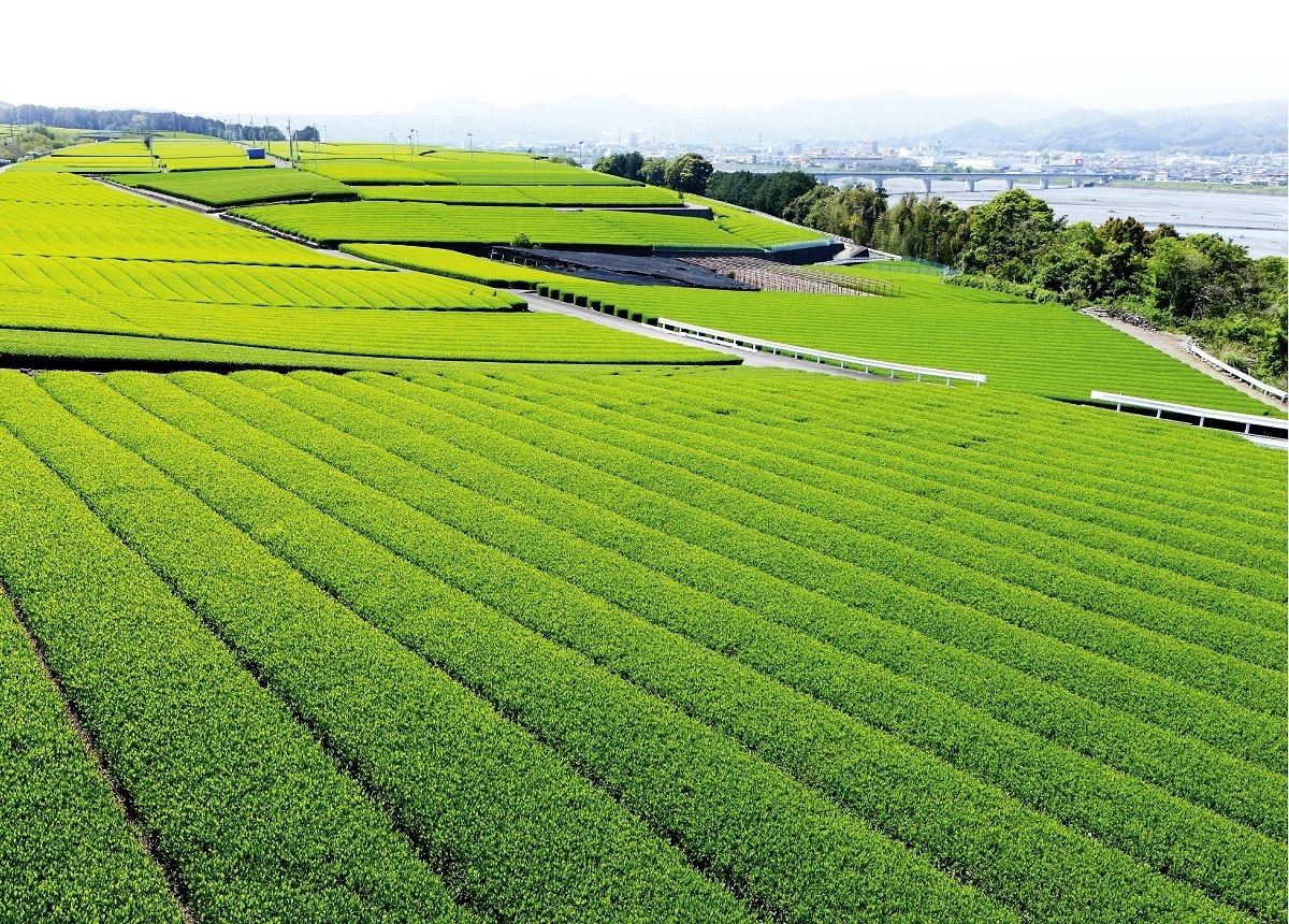 「JALふるさと納税」に 静岡県島田市 が参加しました。