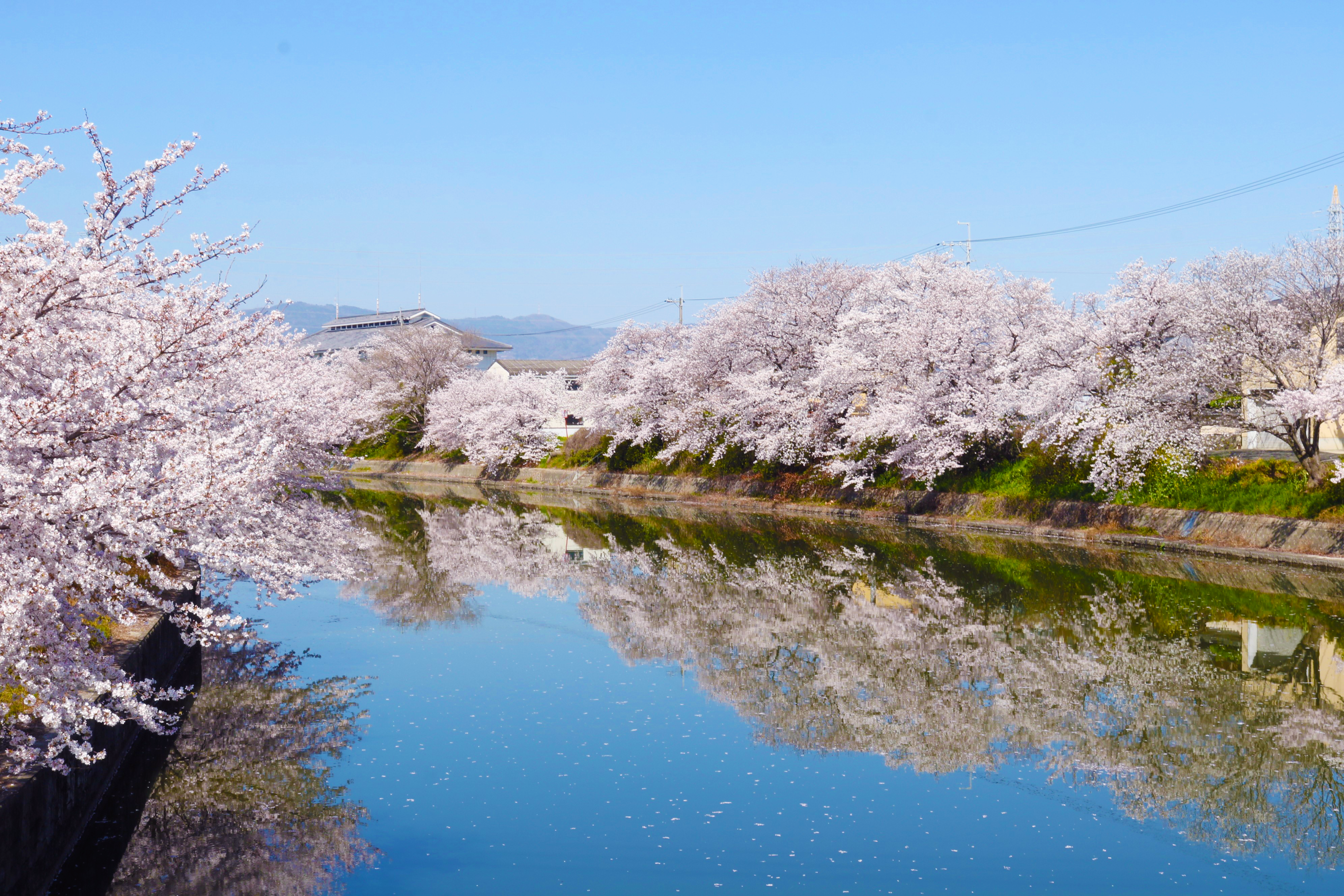 縲繰AL縺オ繧九&縺ィ邏咲ィ弱阪↓ 莠ャ驛ス蠎應ケ蠕。螻ア逕コ 縺悟盾蜉縺励∪縺励◆