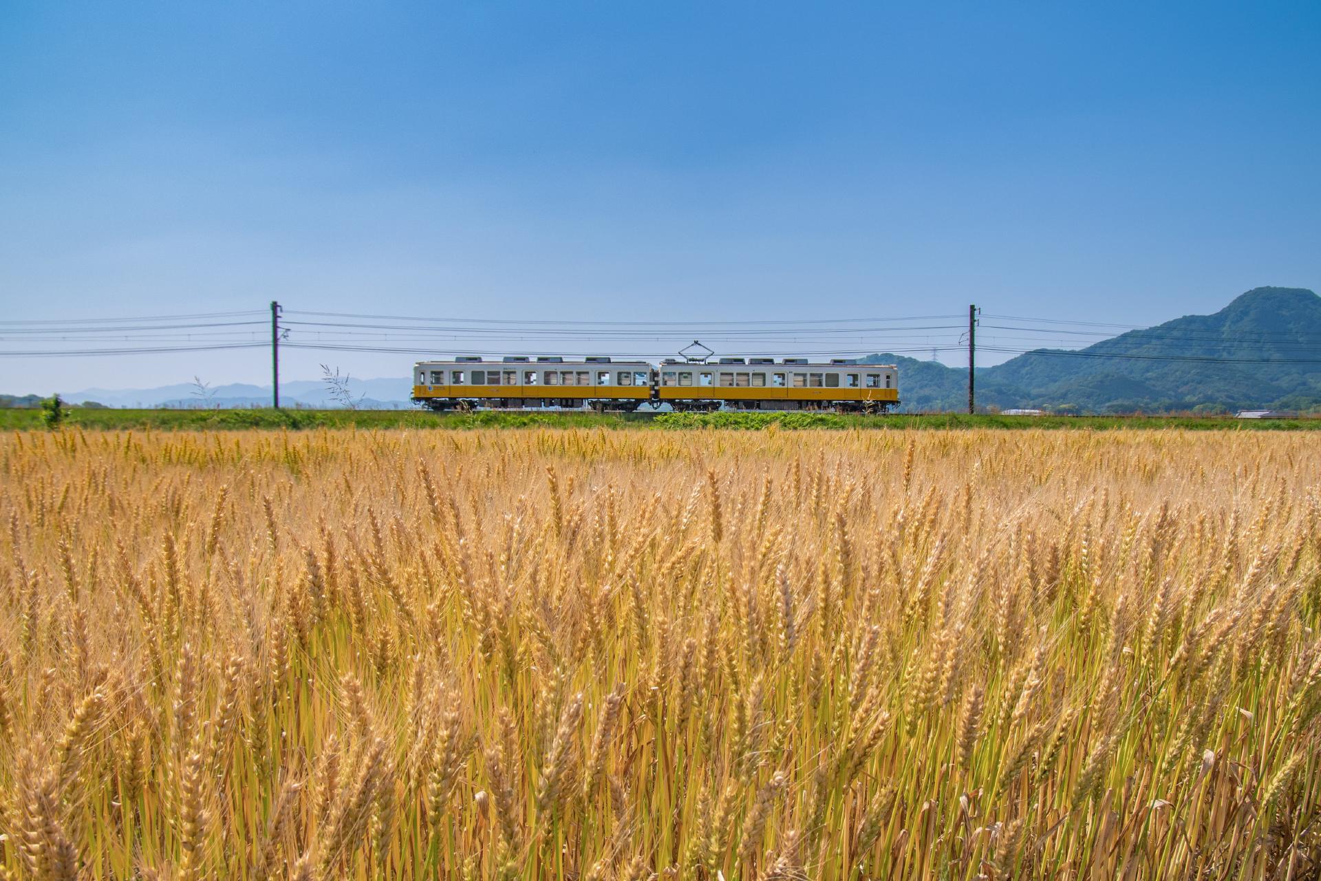 「JALふるさと納税」に 香川県綾川町 が参加しました