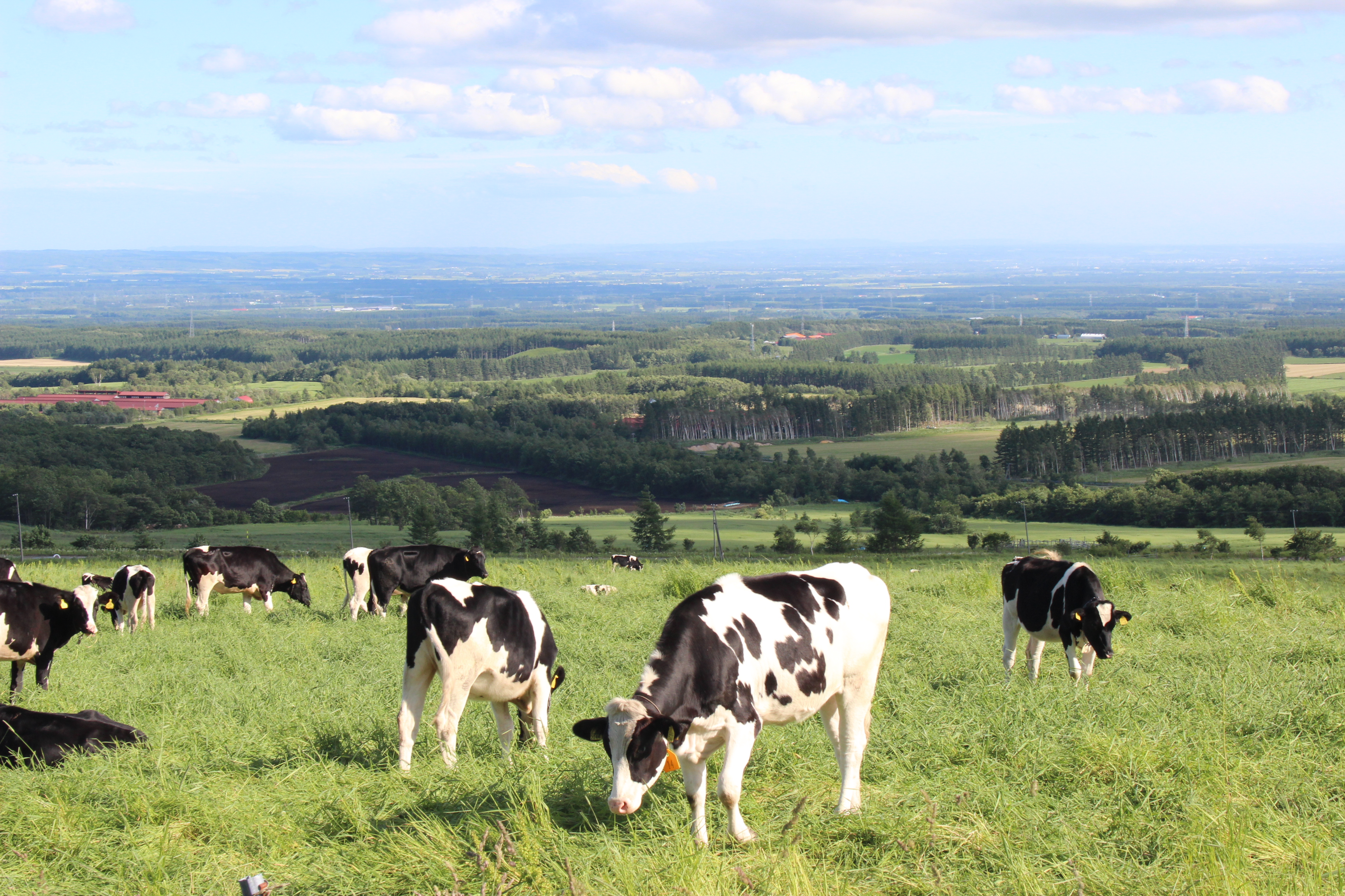 「JALふるさと納税」に 北海道士幌町 が参加しました