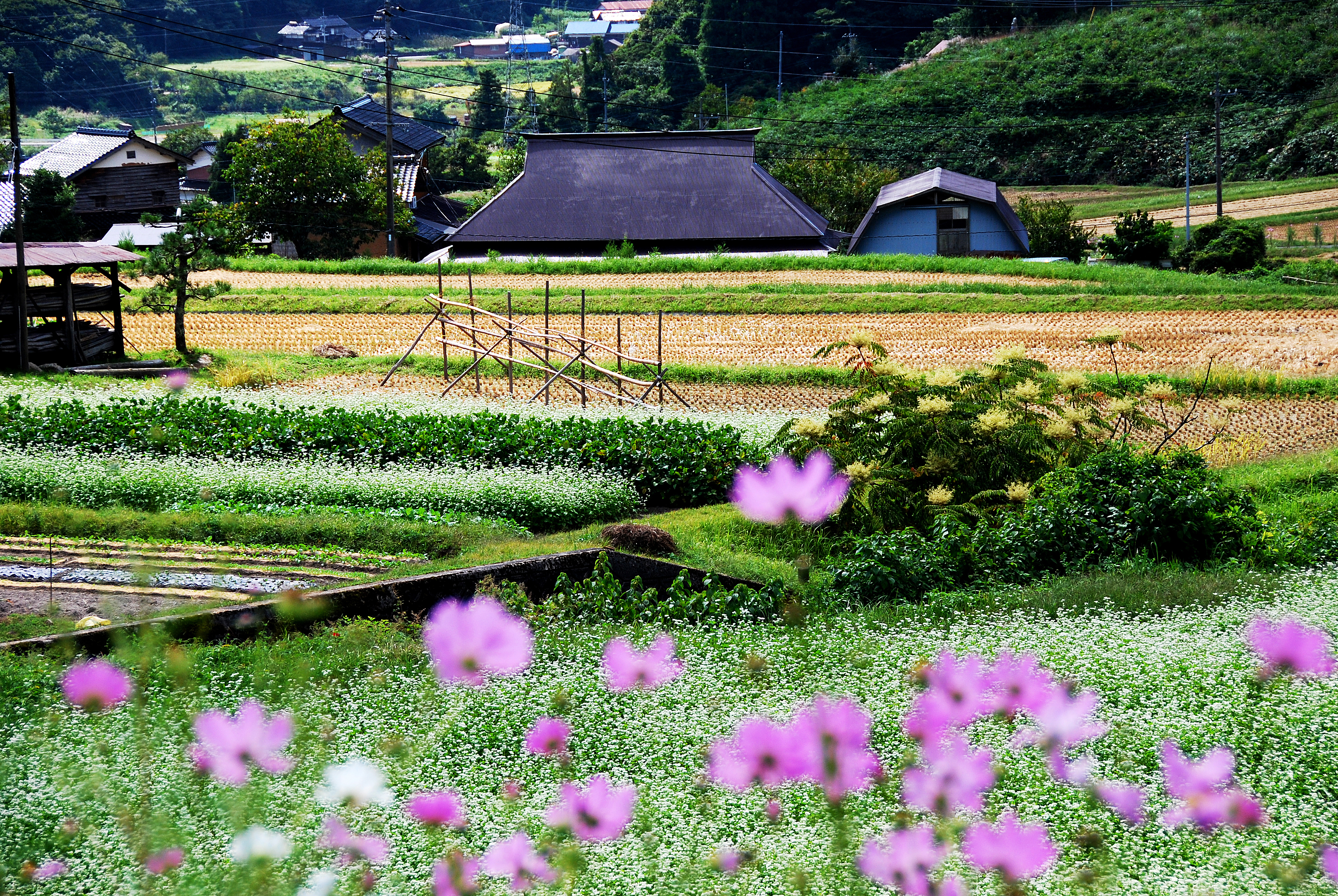 「JALふるさと納税」に 鳥取県日野町 が参加しました