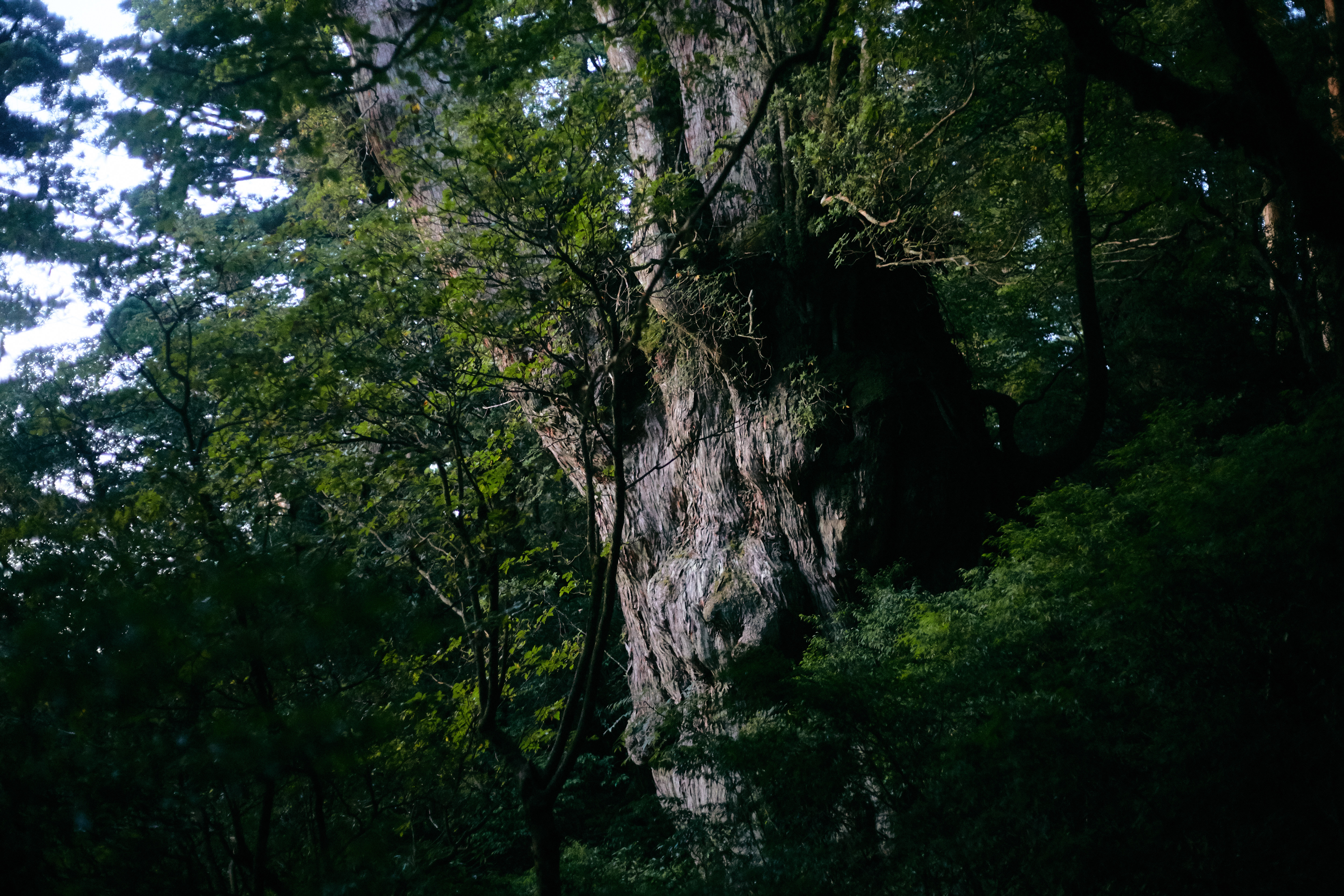 「JALふるさと納税」に 鹿児島県屋久島町 が参加しました。