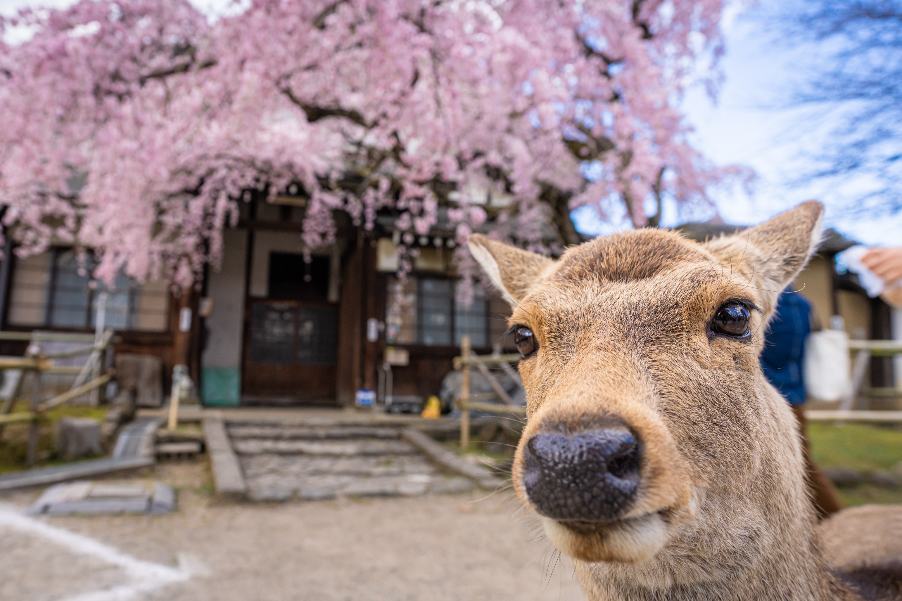 「JALふるさと納税」に 奈良県奈良市 が参加しました。