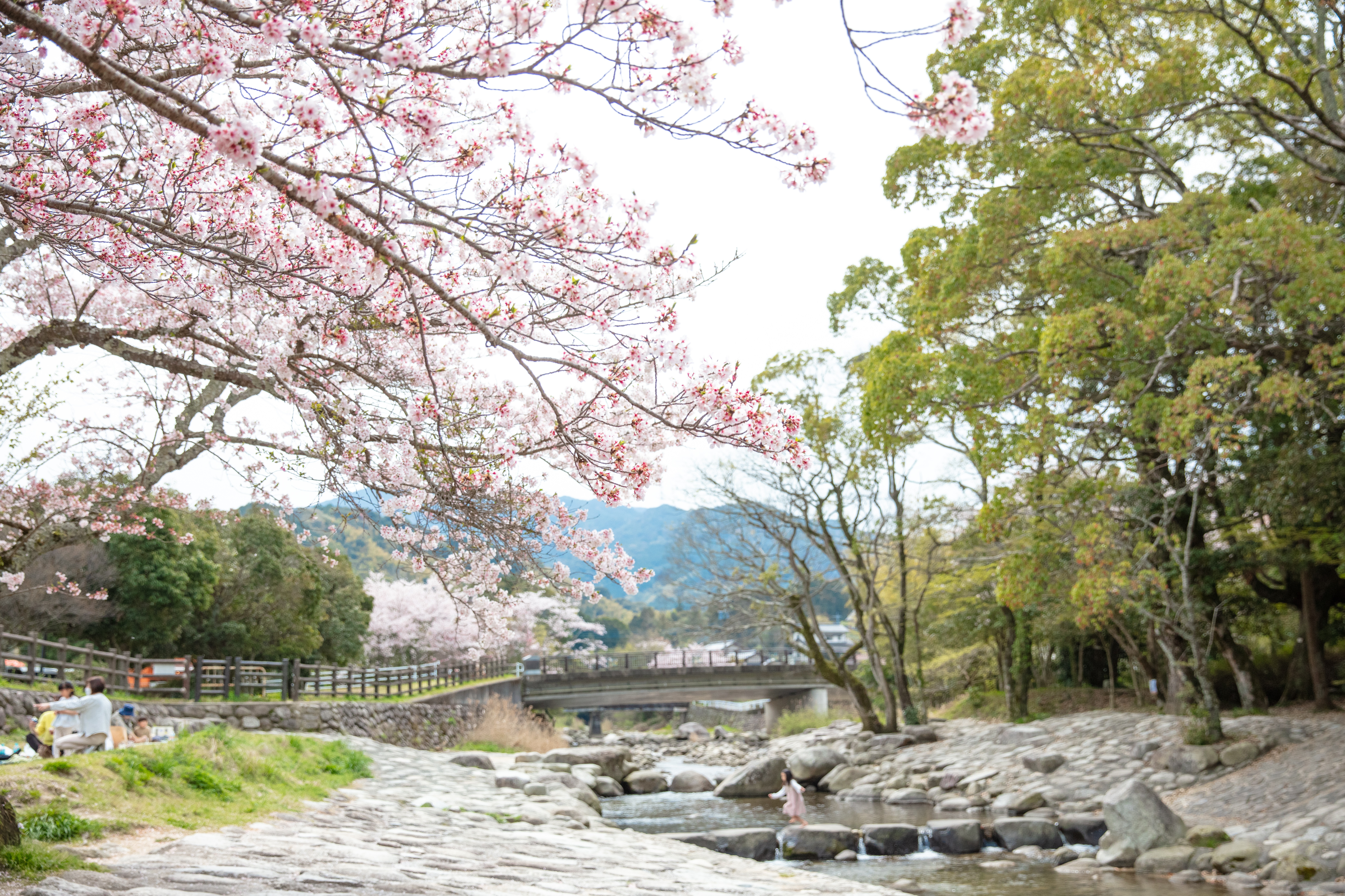 縲繰AL縺オ繧九&縺ィ邏咲ィ弱阪↓ 遖丞イ。逵碁ぅ迴ょキ晏ク 縺悟盾蜉縺励∪縺励◆
