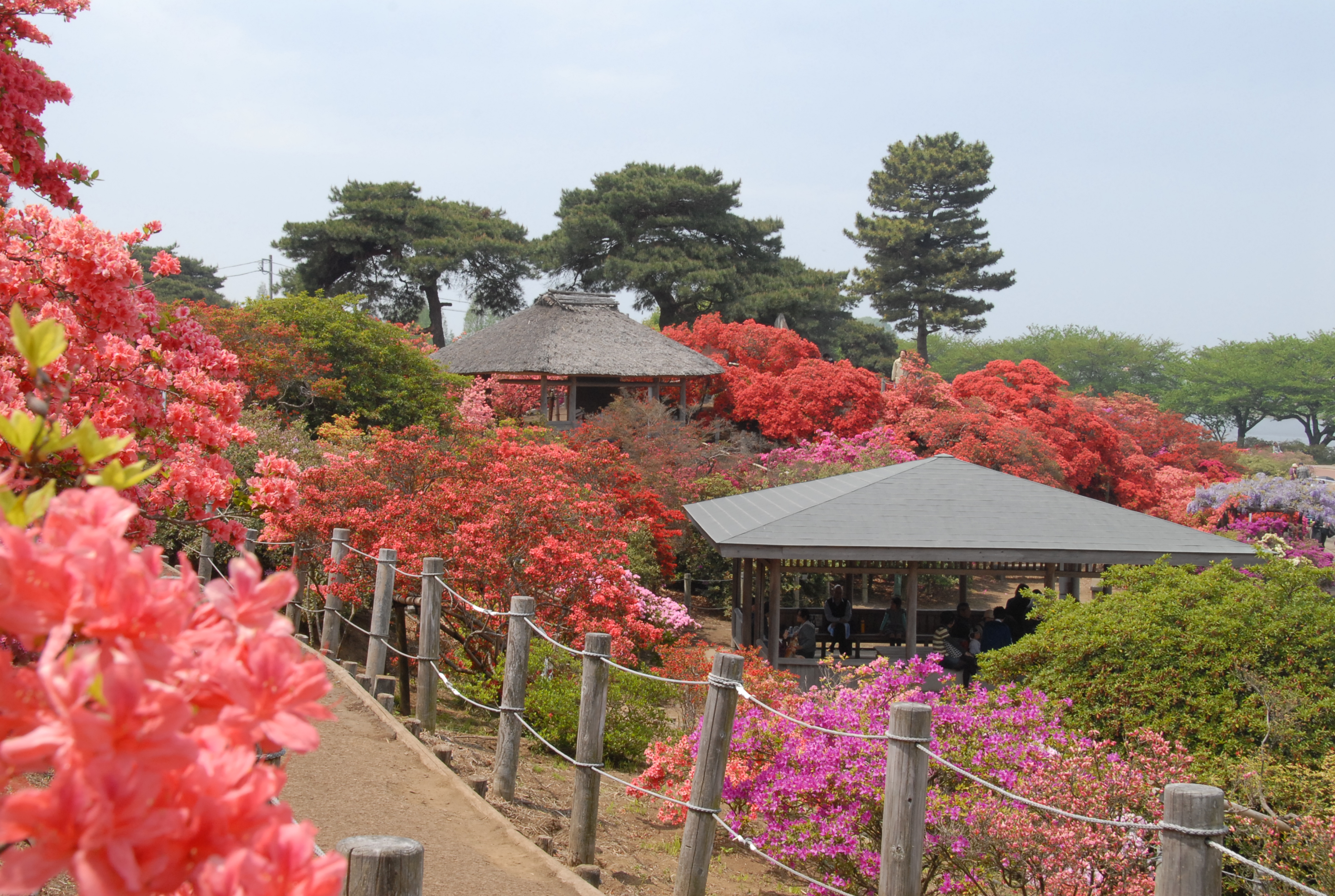 「JALふるさと納税」に 群馬県館林市 が参加しました。