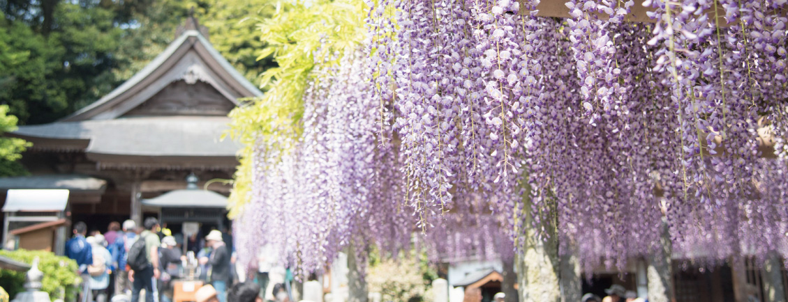 「JALふるさと納税」に 福岡県筑紫野市 が参加しました