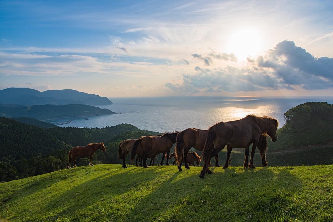 縲繰AL縺オ繧九&縺ィ邏咲ィ弱阪↓ 螳ョ蟠守恁荳イ髢灘ク 縺悟盾蜉縺励∪縺励◆