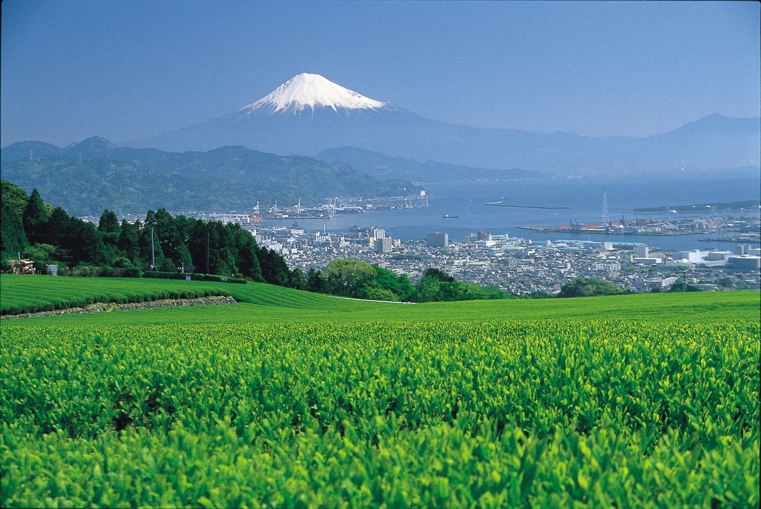 「JALふるさと納税」に 静岡県静岡市 が参加しました。