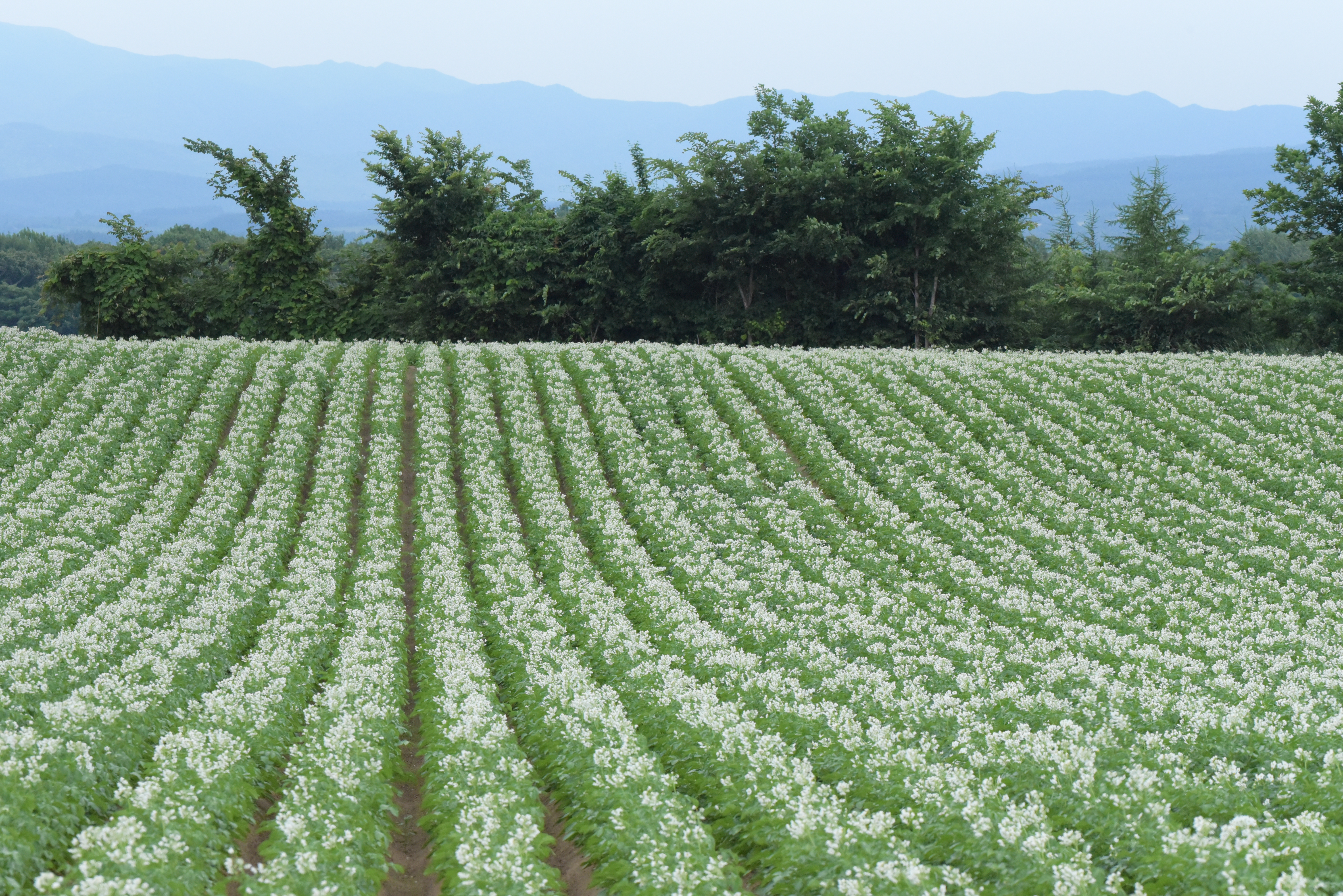「JALふるさと納税」に 北海道清里町 が参加しました