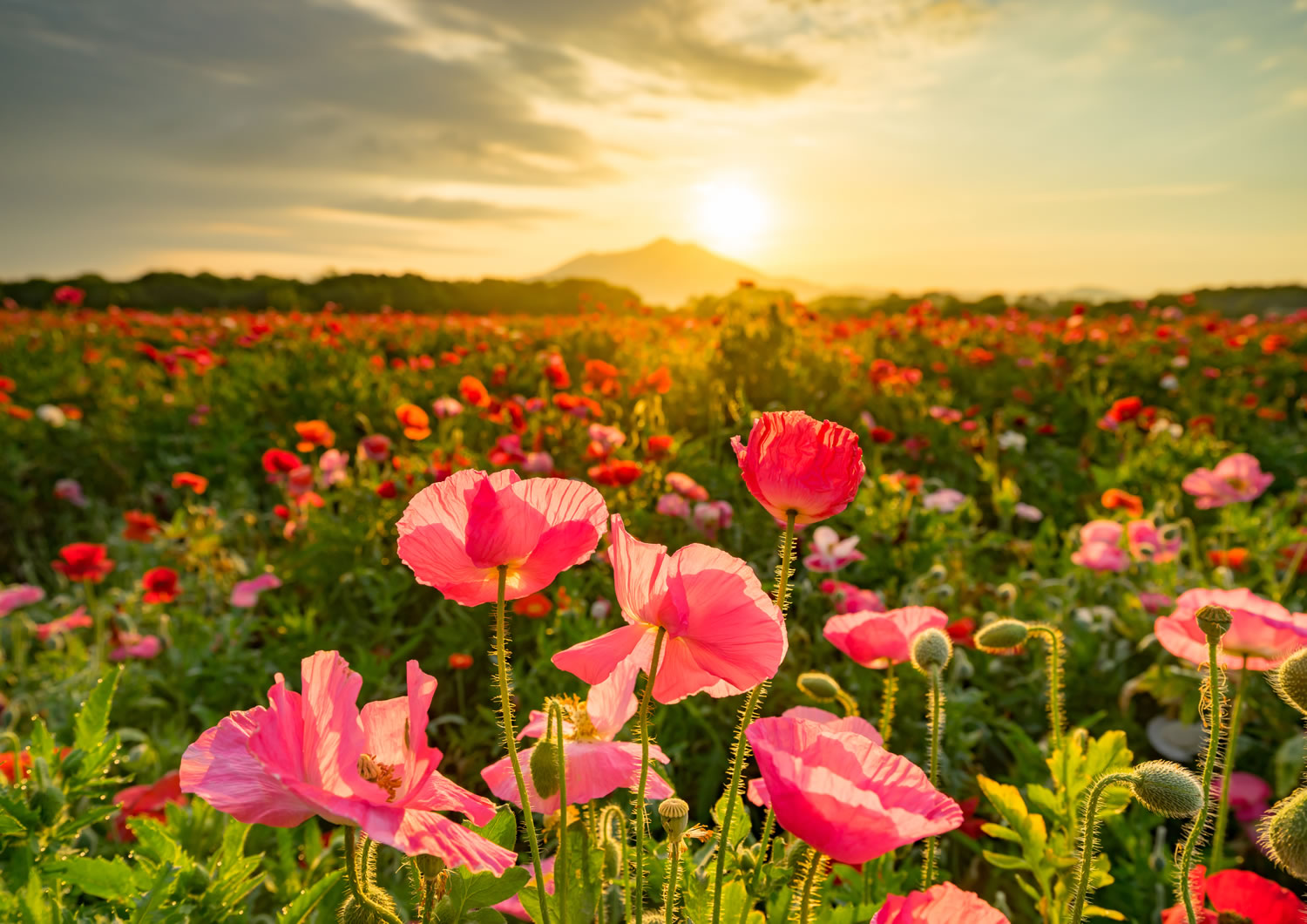 縲繰AL縺オ繧九&縺ィ邏咲ィ弱阪↓ 闌ィ蝓守恁荳句ヲサ蟶 縺悟盾蜉縺励∪縺励◆縲