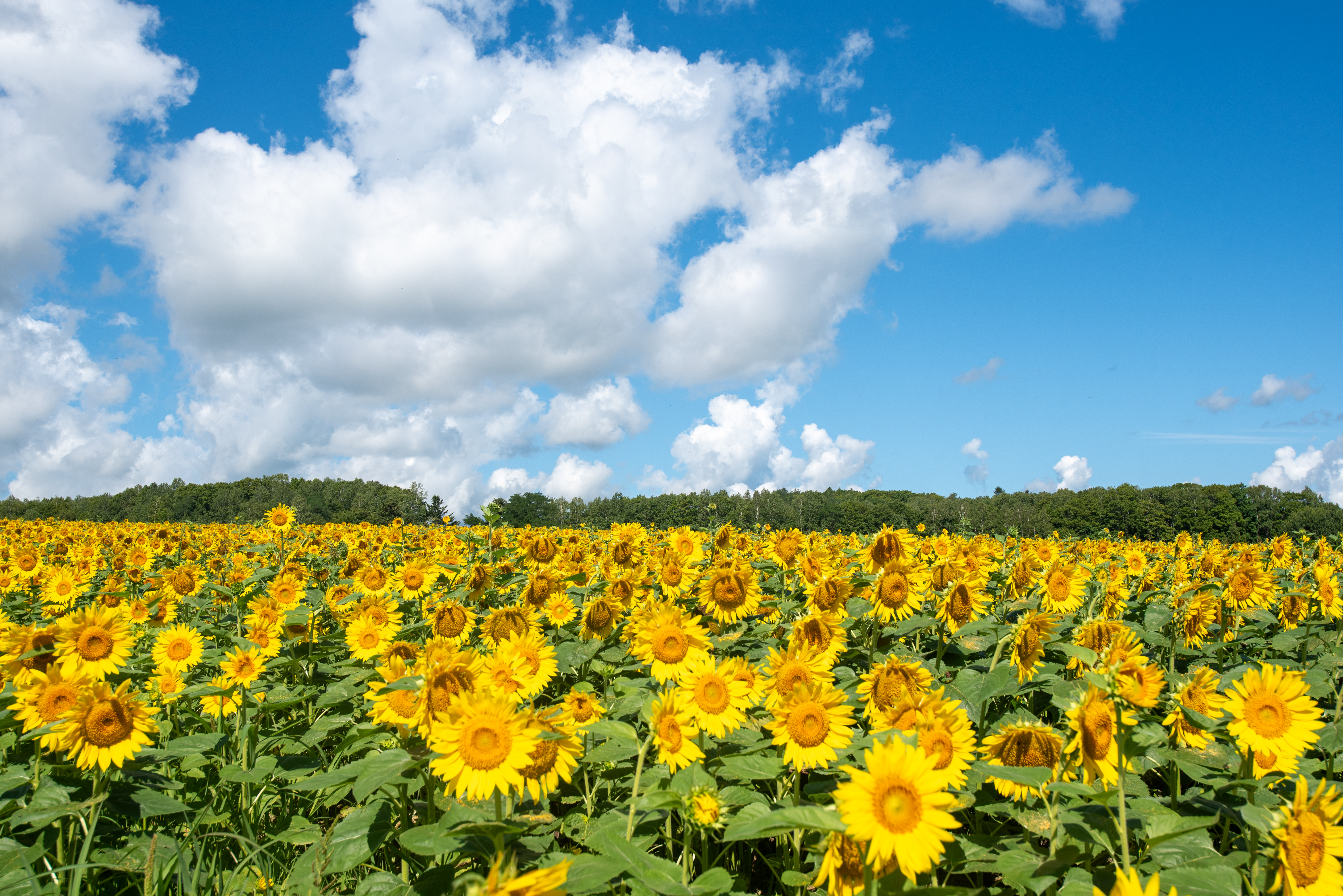 「JALふるさと納税」に 北海道北竜町 が参加しました