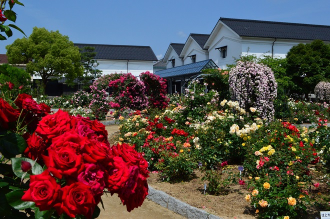 「JALふるさと納税」に 京都府綾部市 が参加しました