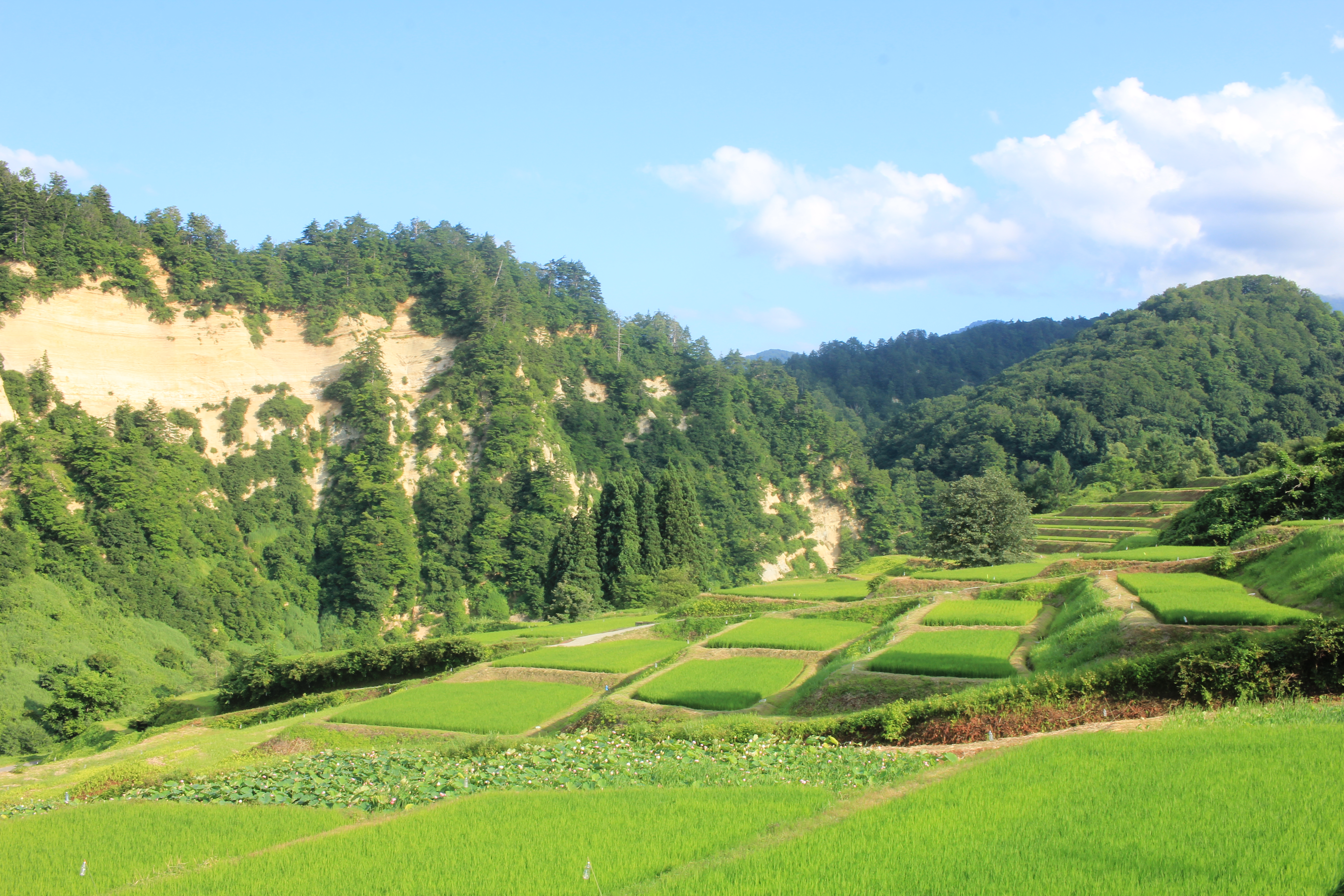 「JALふるさと納税」に 山形県大蔵村 が参加しました。