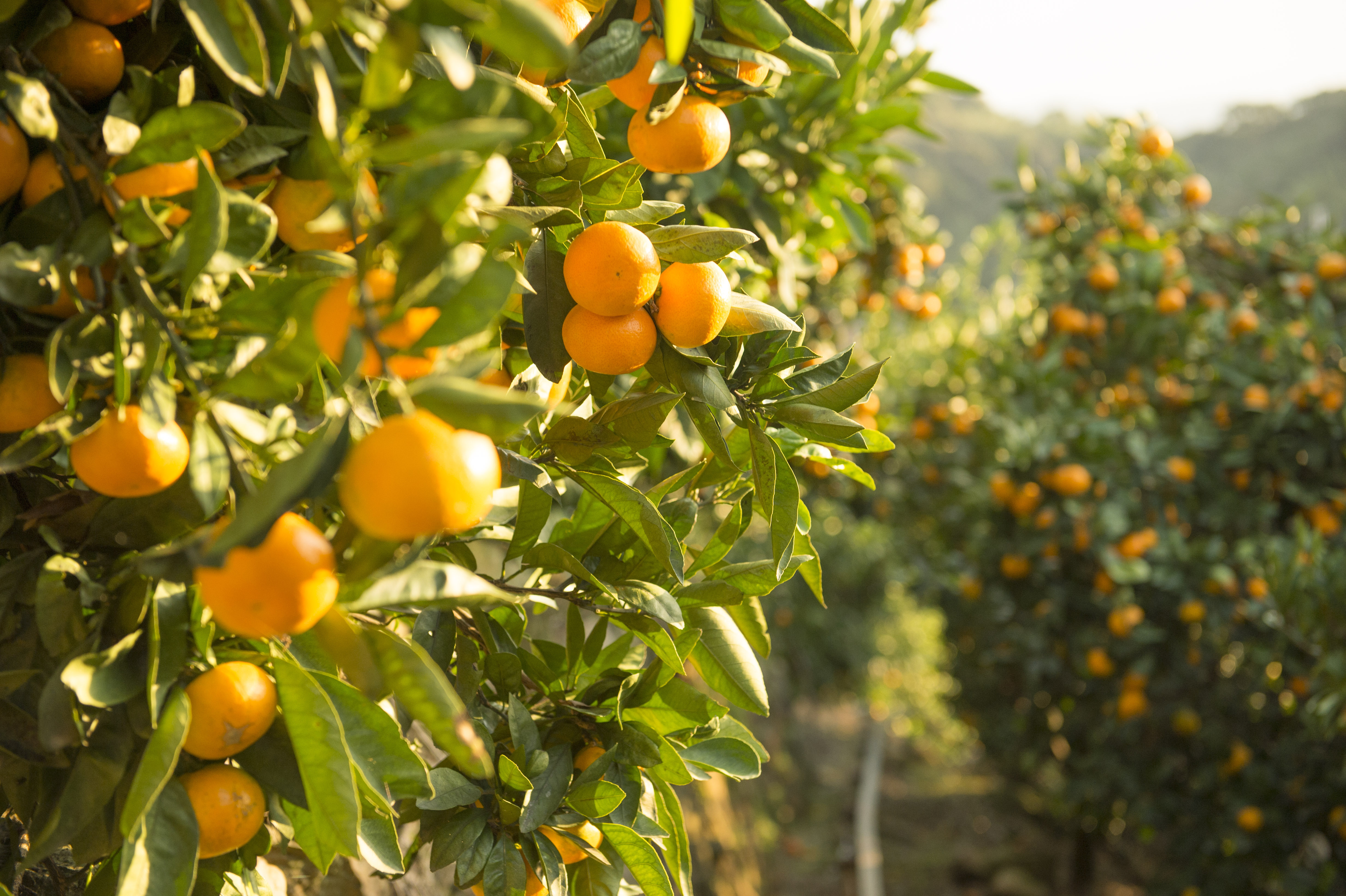 「JALふるさと納税」に 和歌山県有田川町 が参加しました