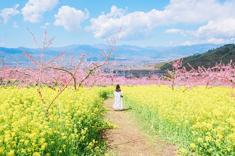 「JALふるさと納税」に 山梨県笛吹市 が参加しました。