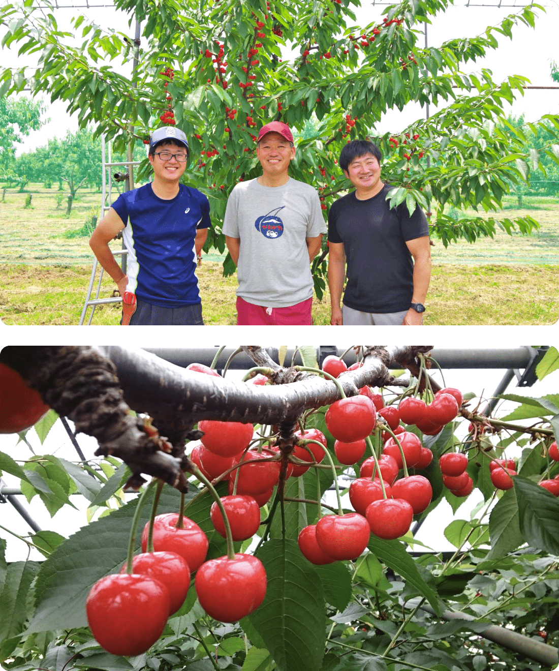 限定返礼品 イメージ画像