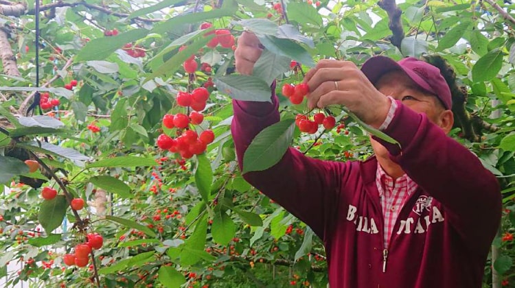 東根さくらんぼ 画像