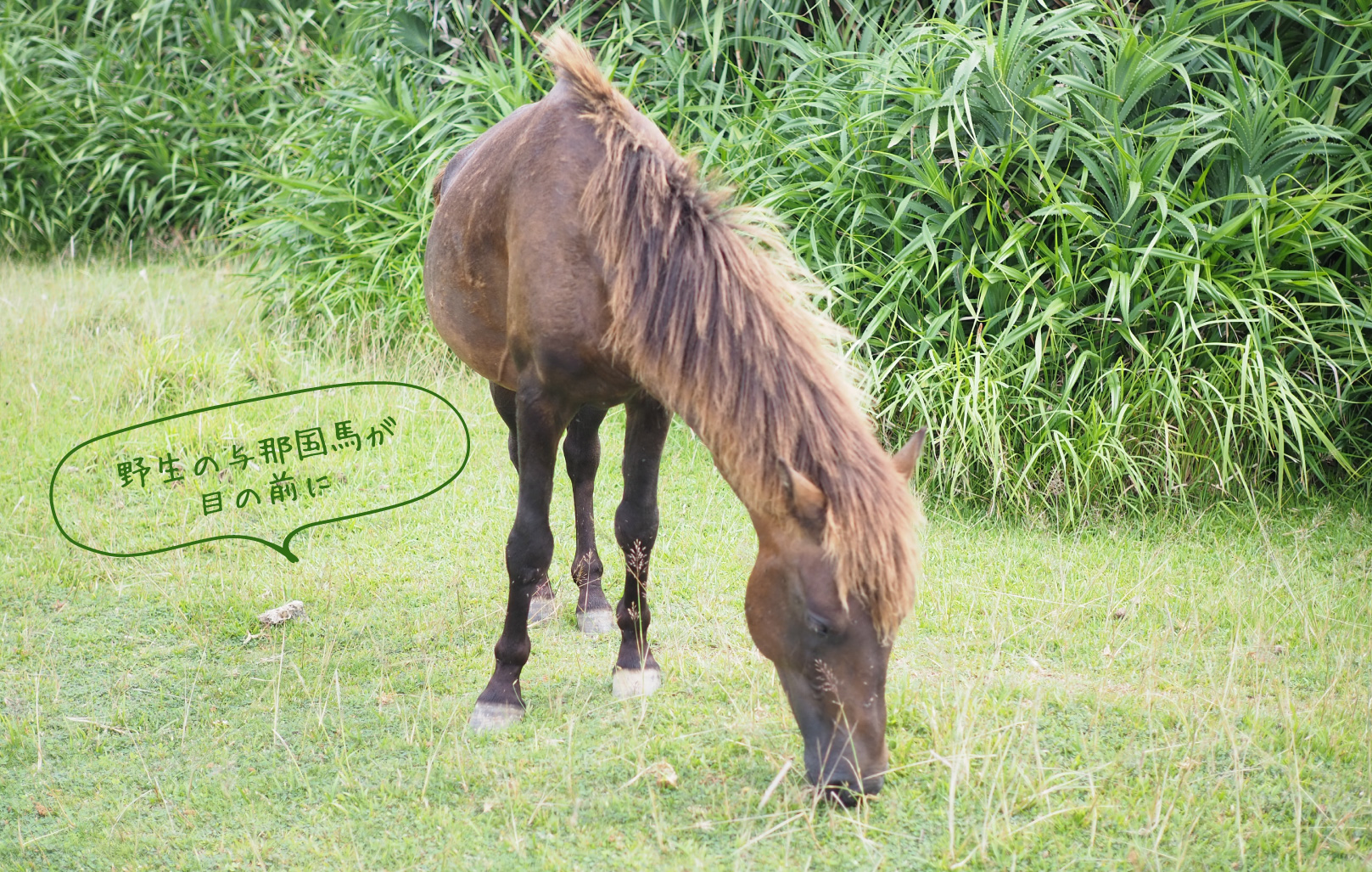 野生の与那国馬が目の前に