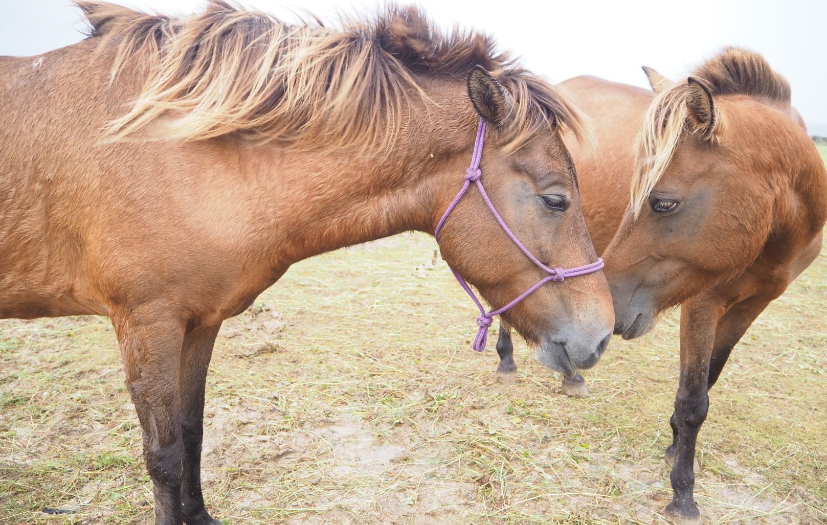 野生の与那国馬が目の前に
